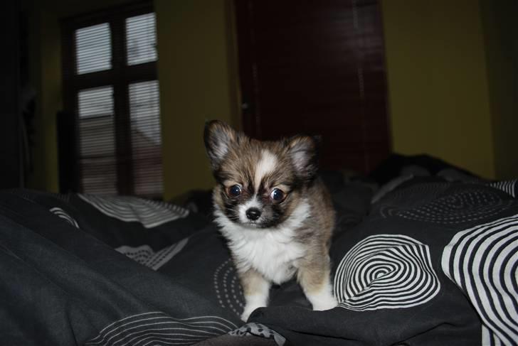 Chihuahua /Papillon Teddi - 9 uger billede 5