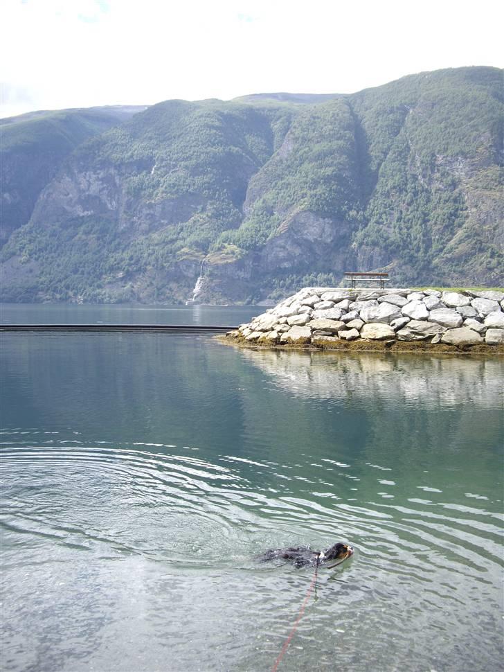 Cavalier king charles spaniel Fægge - bade bade i Sognefjorden i Norge billede 14