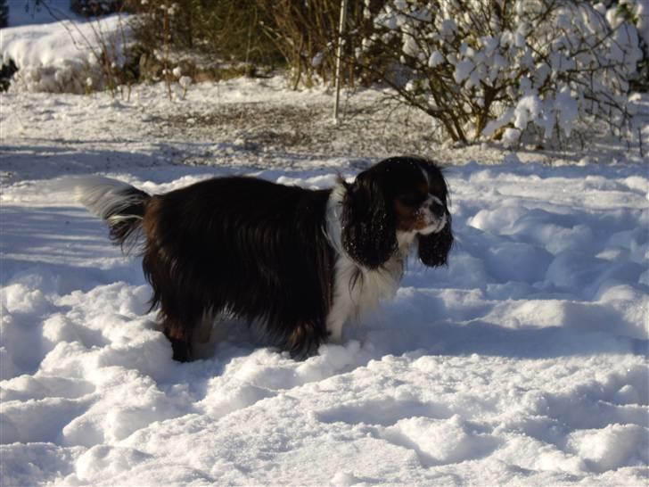 Cavalier king charles spaniel Fægge - Fægge elsker  sne billede 15