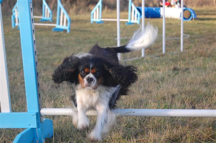 Cavalier king charles spaniel Fægge - Fægge til agility billede 16