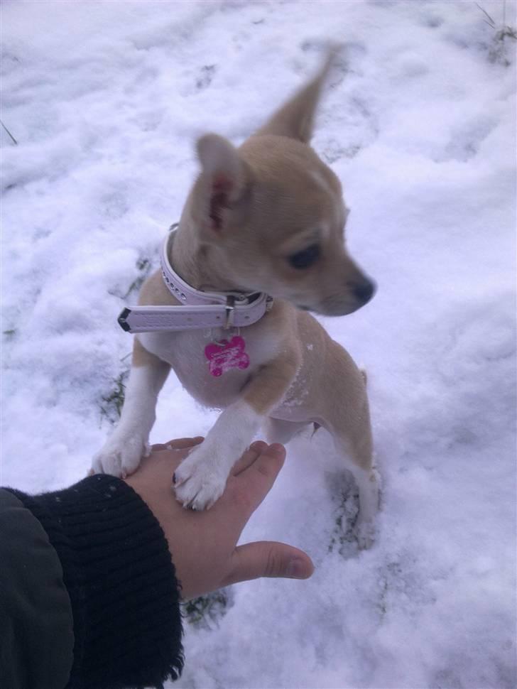 Chihuahua Zoey - Uhh ha det der dejlige sne er koldt, men det er sjovt at lege i ;D billede 1