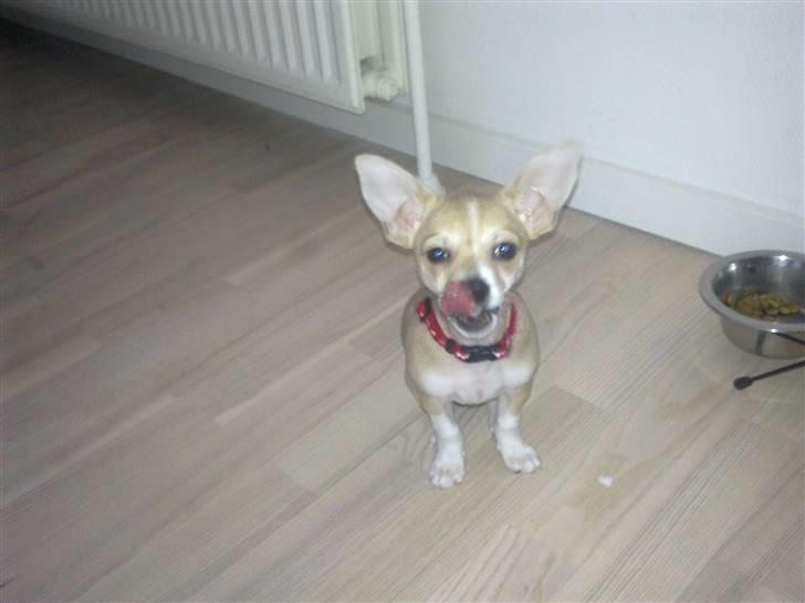 Chihuahua Zoey - det god mad, madmor servere.. billede 2
