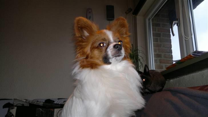 Papillon futte billede 6