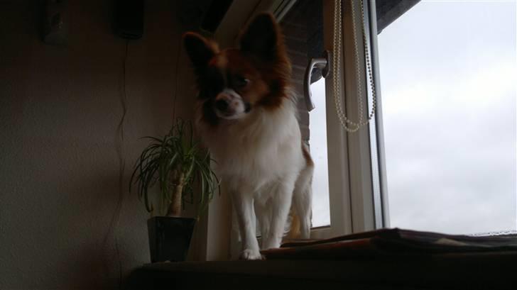 Papillon futte billede 7