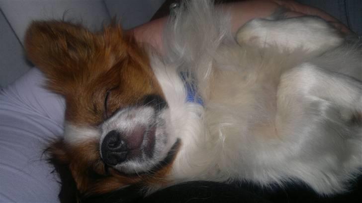 Papillon futte billede 8