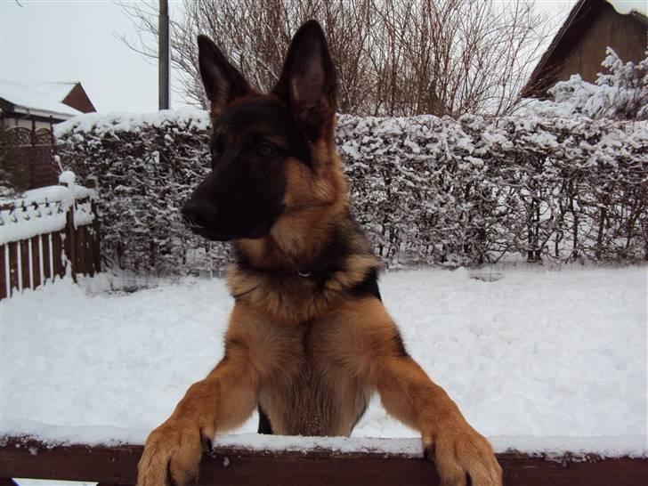 Schæferhund Chilli billede 1