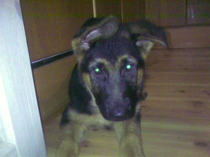 Schæferhund Chilli - Baby Chilli billede 2