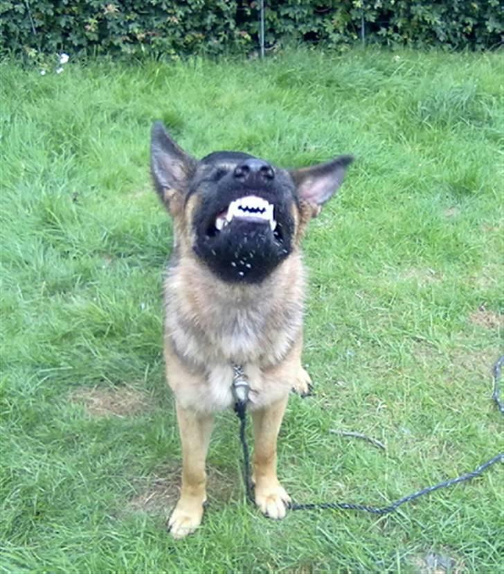 Schæferhund Chilli - Smiiil... :) billede 3