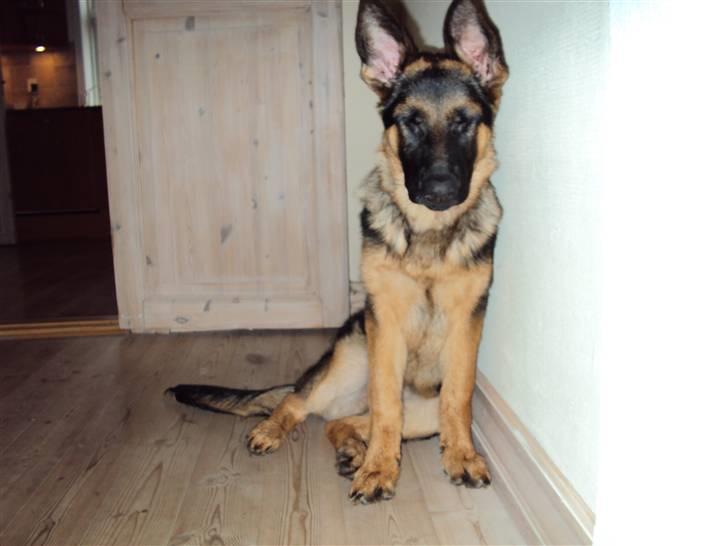 Schæferhund Chilli - Sover lige lidt op af væggen... billede 4