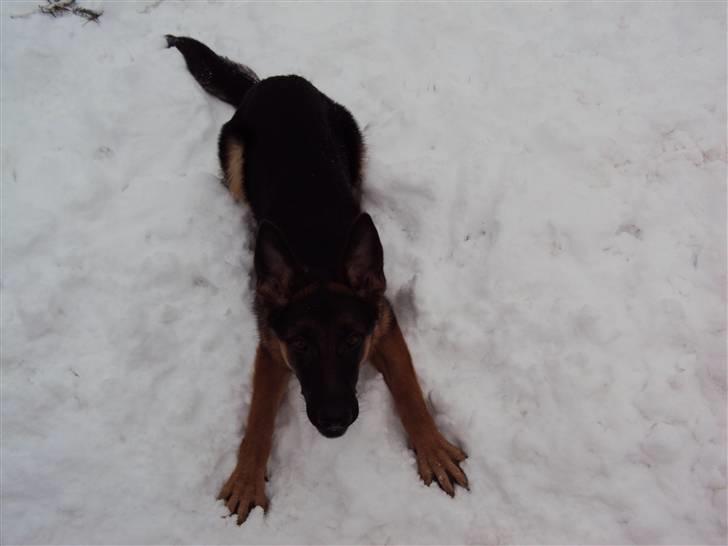 Schæferhund Chilli - Jeg er klar!  billede 5