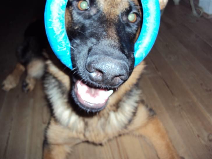 Schæferhund Chilli - Dumme ring.....  billede 6
