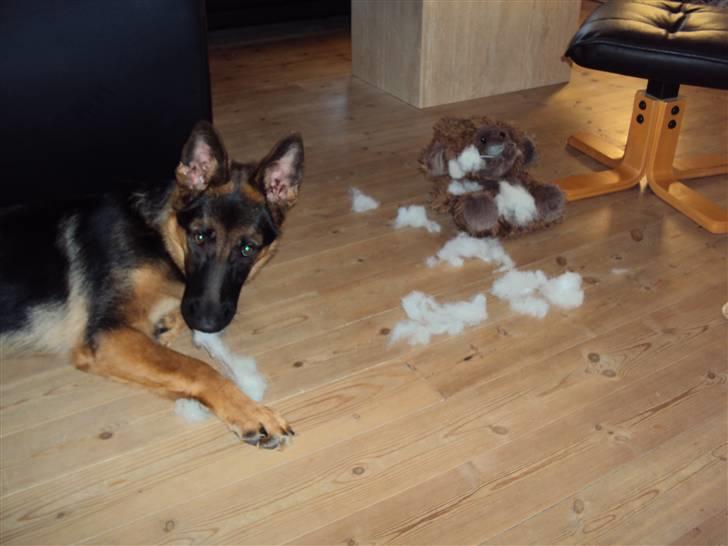 Schæferhund Chilli - Det var ikke mig.....  billede 7