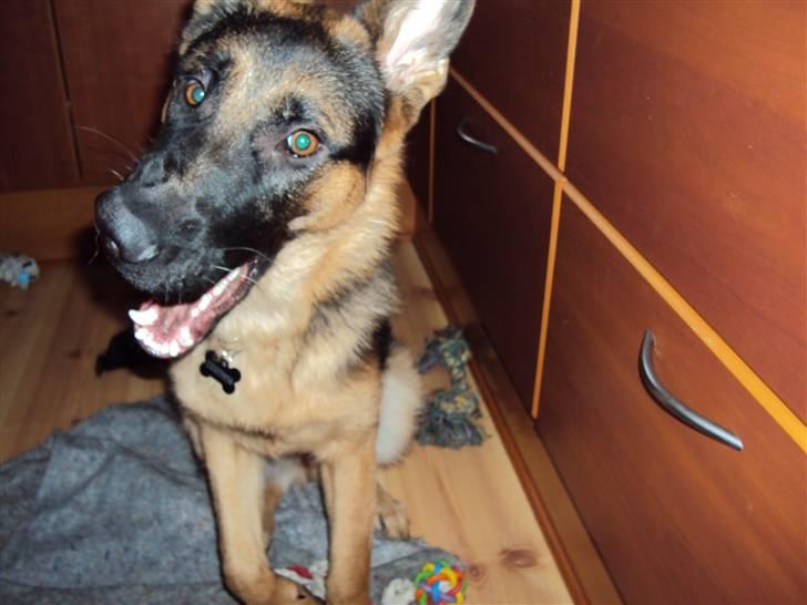 Schæferhund Chilli - Jah... ? billede 8