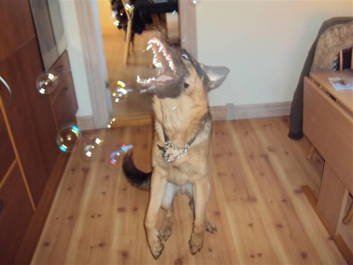 Schæferhund Chilli - Hapser efter de dumme sæbebobler...  billede 9