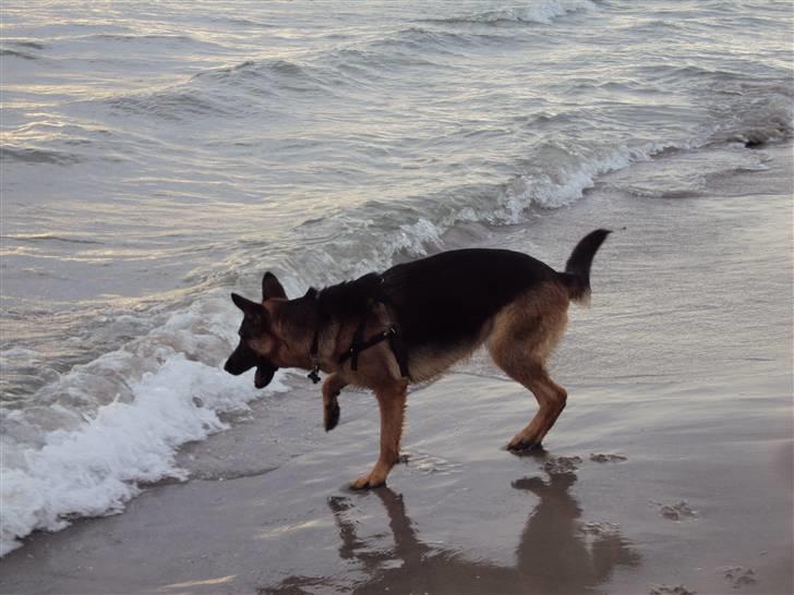 Schæferhund Chilli - Smager lige på, om vandet er godt...  billede 10