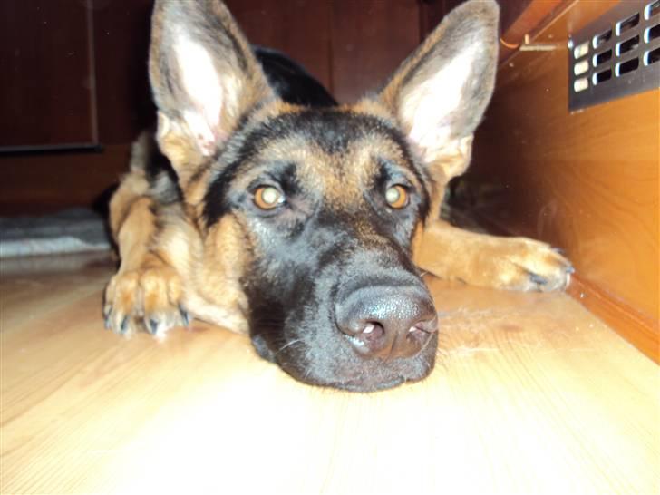 Schæferhund Chilli billede 11