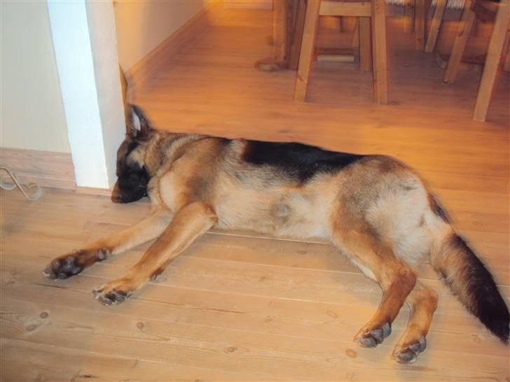 Schæferhund Chilli - Tager mig lige en lille lur.. billede 12