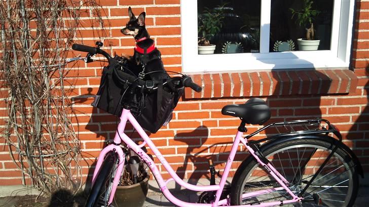 Blanding af racer chanel - min mor sys at ejg skal med ud og opleve noget nyt.. så her er jeg i min nye cykelkurv.. billede 8