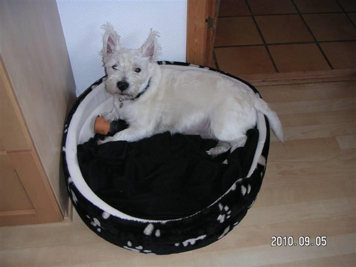 West highland white terrier Magnus billede 5