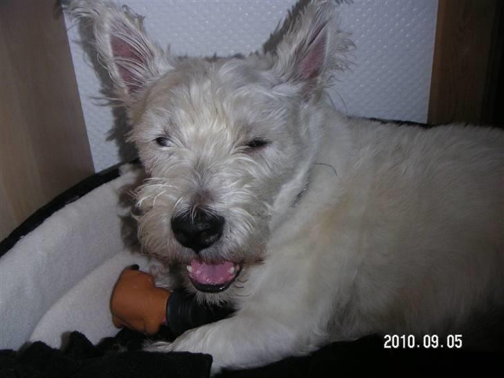 West highland white terrier Magnus billede 6