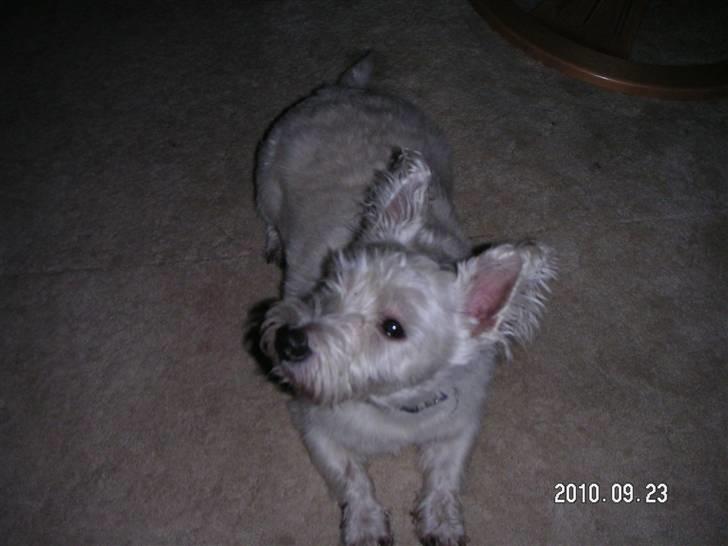West highland white terrier Magnus billede 7