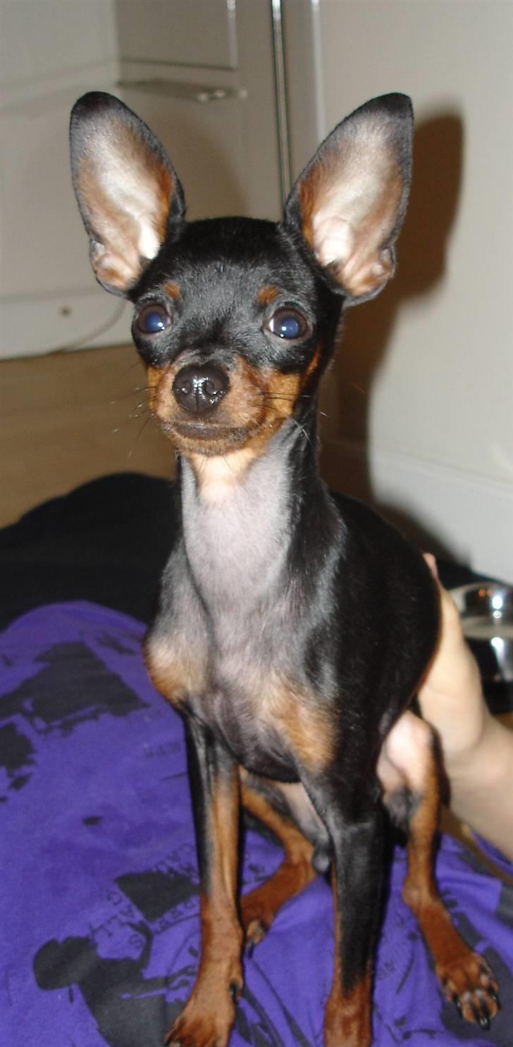 Prazsky krysarik Mickey billede 10