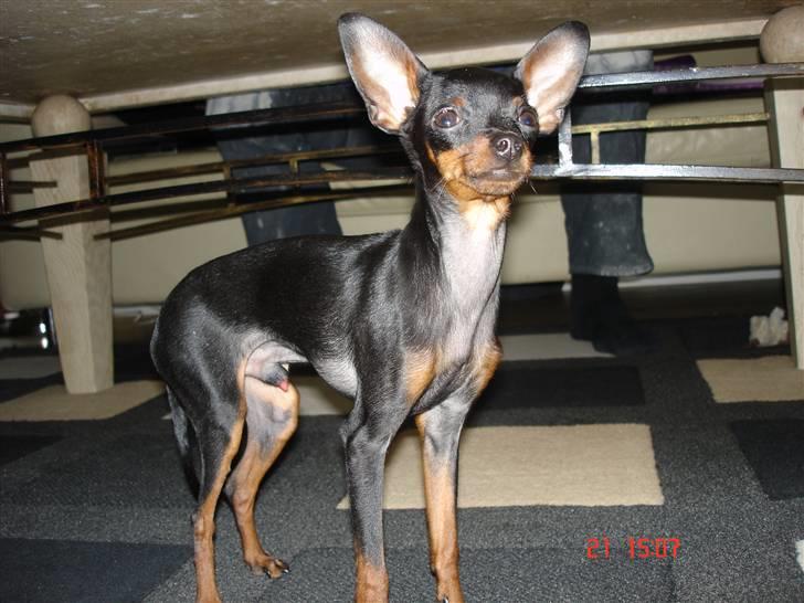 Prazsky krysarik Mickey billede 11