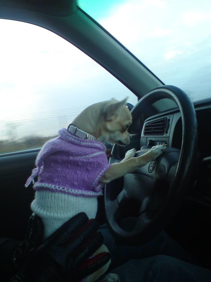 Chihuahua Pusle billede 9