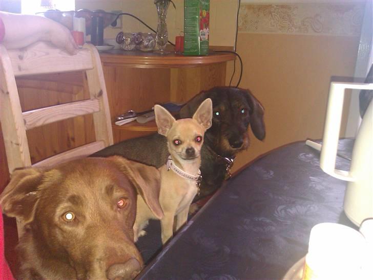 Chihuahua Pusle billede 10