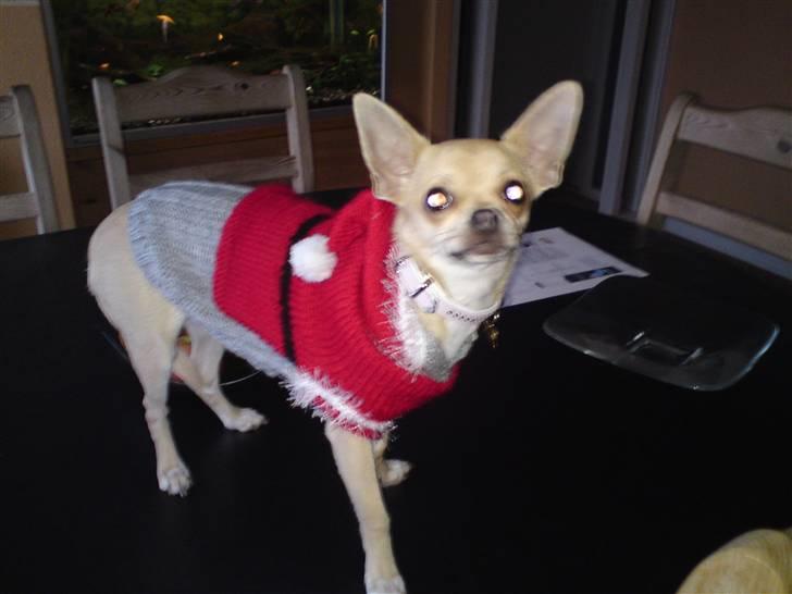 Chihuahua Pusle billede 11