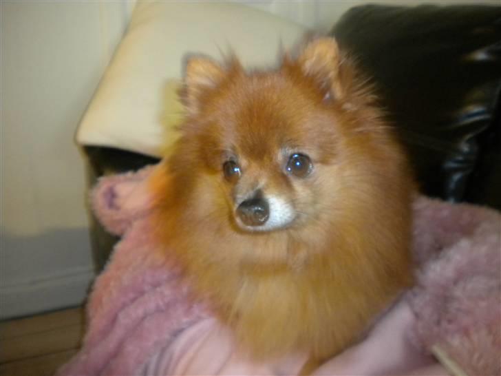 Pomeranian Tarzan billede 3