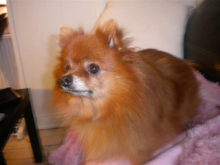 Pomeranian Tarzan billede 4