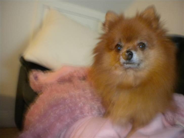 Pomeranian Tarzan billede 5