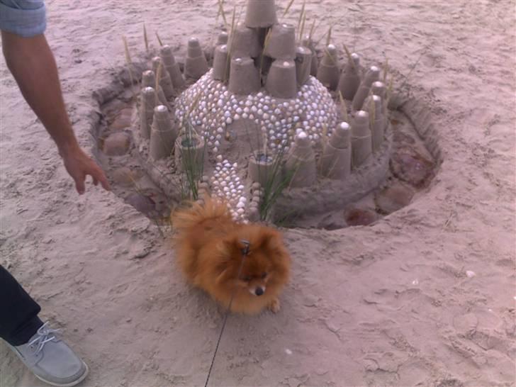 Pomeranian Tarzan billede 6