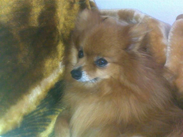 Pomeranian Tarzan billede 7