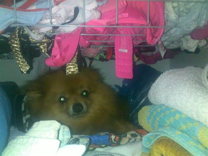 Pomeranian Tarzan billede 8