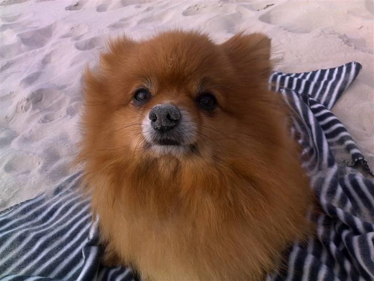 Pomeranian Tarzan billede 9