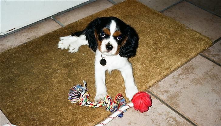 Cavalier king charles spaniel Fægge - Fægge 9 uger billede 17