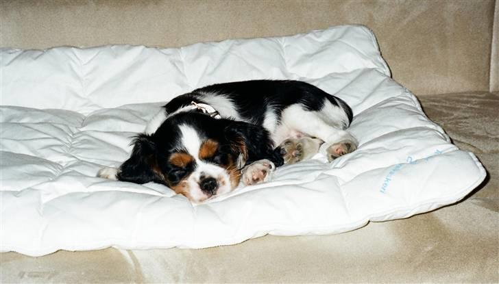 Cavalier king charles spaniel Fægge - Fægge 9 uger billede 18