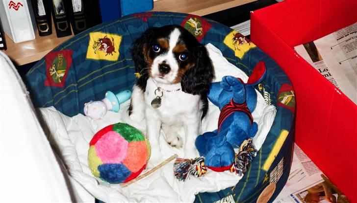 Cavalier king charles spaniel Fægge - Lille Fægge på 9 uger billede 19