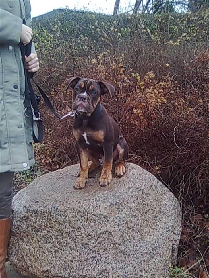 Olde english bulldogge Østergaard's Hector - Hector 4 Måneder billede 10