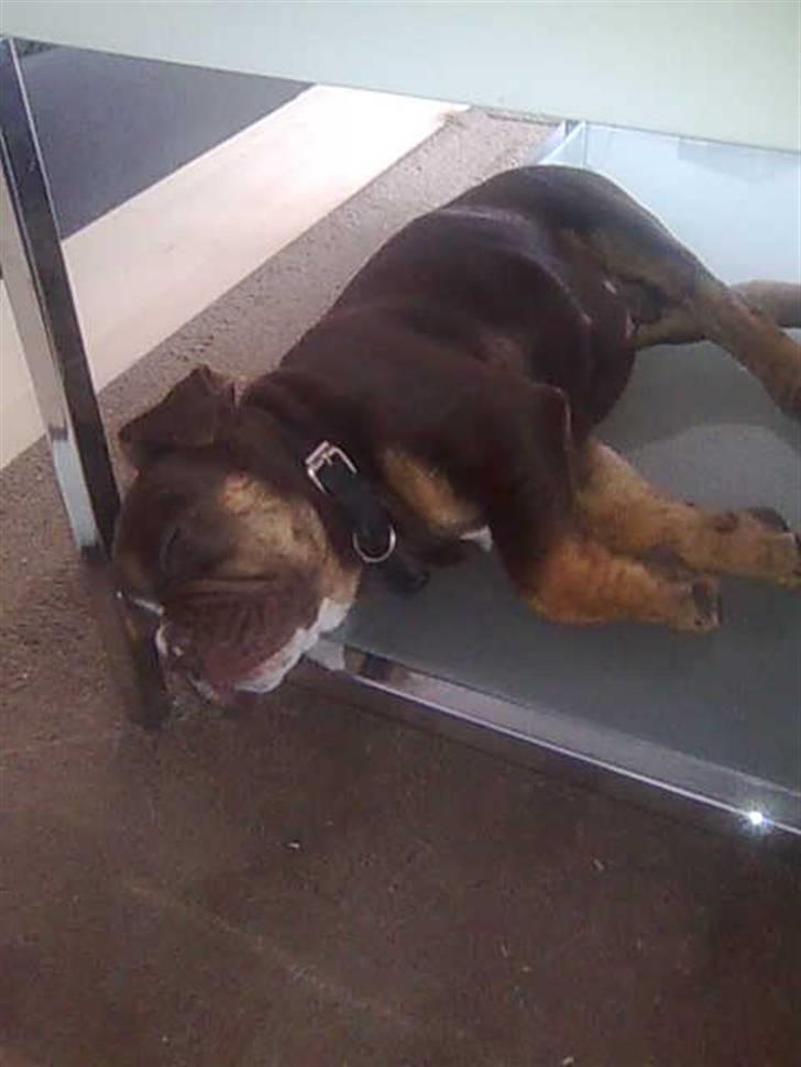 Olde english bulldogge Østergaard's Hector billede 11