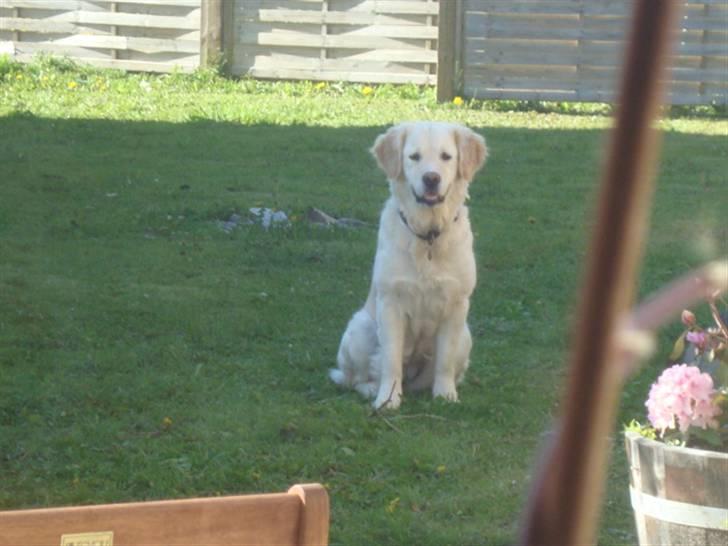 Golden retriever Laika billede 1