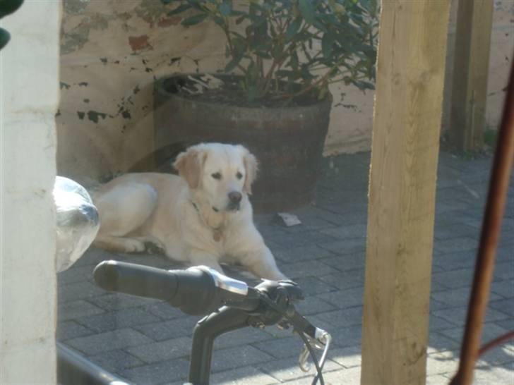 Golden retriever Laika billede 2