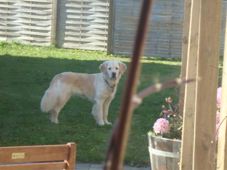 Golden retriever Laika billede 3