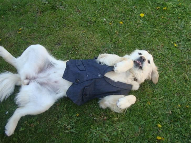 Golden retriever Laika billede 5