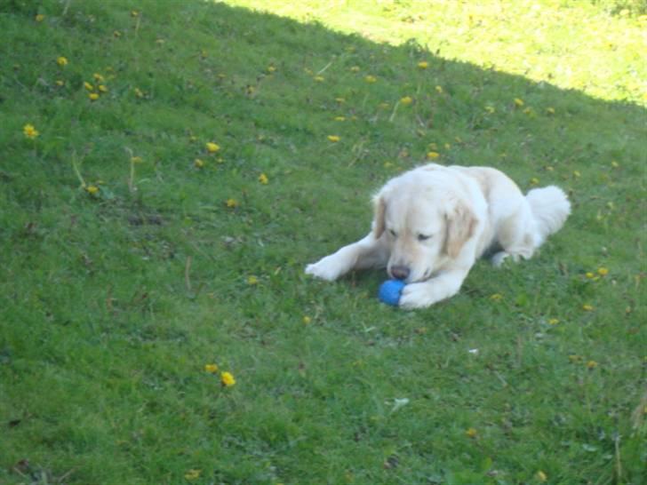 Golden retriever Laika billede 6