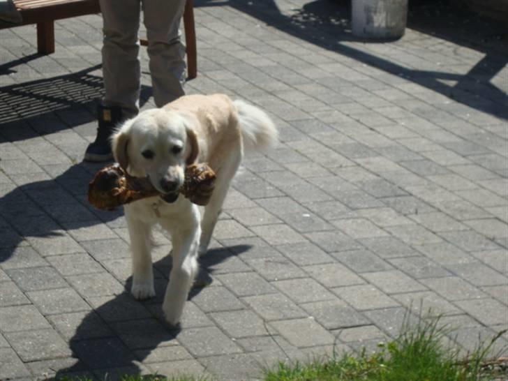 Golden retriever Laika billede 7