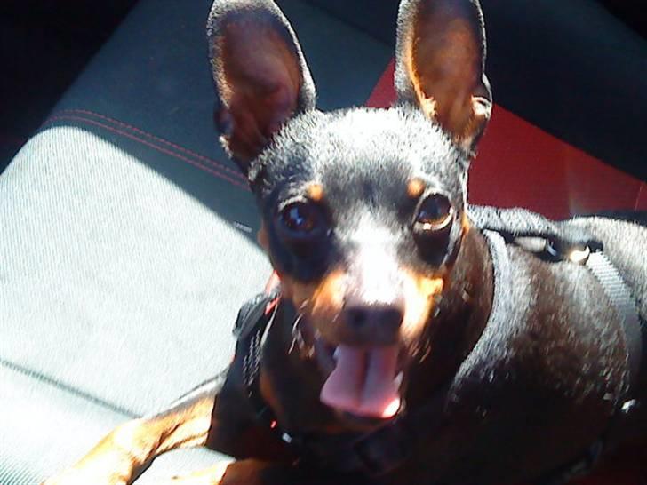 Dvaergpinscher Rødkilles Daisy billede 1