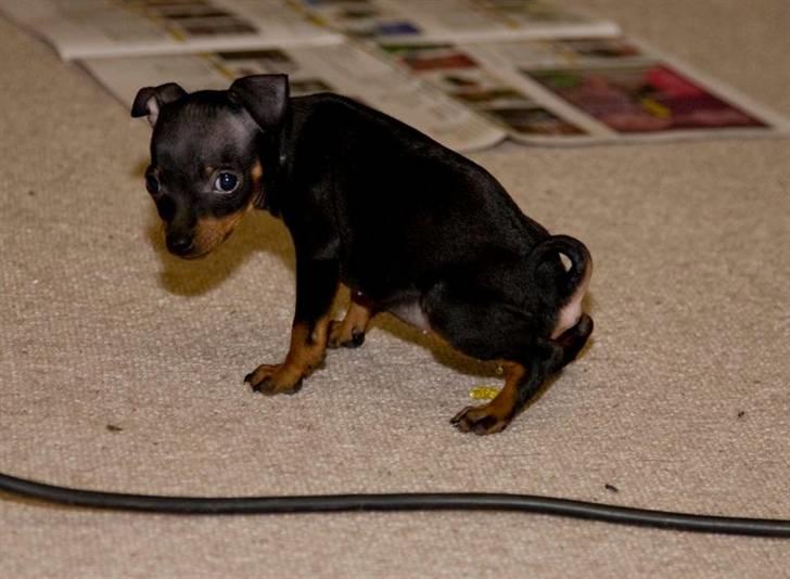 Dvaergpinscher Rødkilles Daisy billede 2